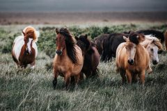 Iceland-Krisz-Iceland-Horses