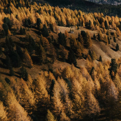 KrisziPhonewall13