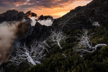Madeira-Krisz-Dead-Trees-1