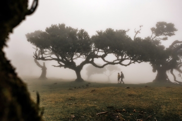 Madeira-Krisz-Fanal-Forest-2