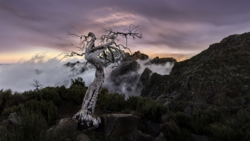 Madeira-Zsolt-Dead-Tree