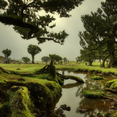 Madeira-Zsolt-Fanal-Forest-1
