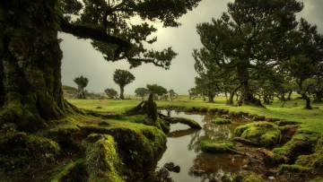Madeira-Zsolt-Fanal-Forest-1