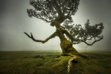 Madeira-Zsolt-Fanal-Forest-2