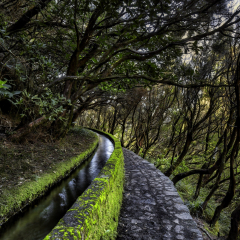 Madeira-Zsolt-Levada