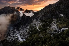 Madeira-Krisz-Dead-Trees-1