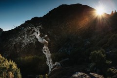 Madeira-Krisz-Dead-Trees-2
