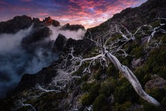 Madeira-Krisz-Dead-Trees-3