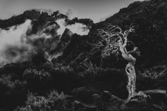 Madeira-Krisz-Dead-Trees-4