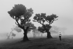 Madeira-Krisz-Fanal-Forest-1