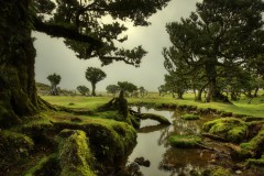 Madeira-Zsolt-Fanal-Forest-1