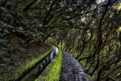 Madeira-Zsolt-Levada