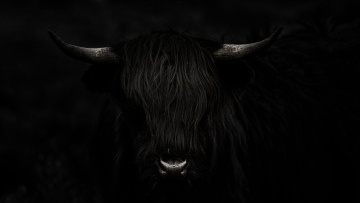 Scotland-Zsolt-Highland-Cow