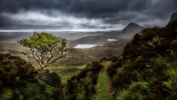 Scotland-Zsolt-Lonely-Tree