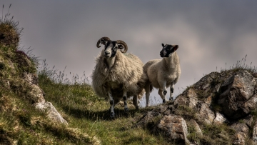 Scotland-Zsolt-Sheep