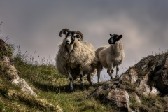 Scotland-Zsolt-Sheep
