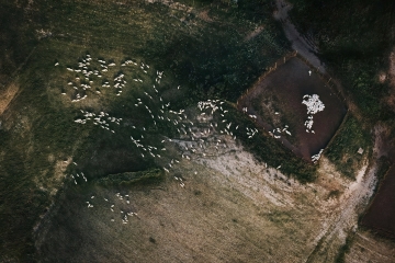 Tuscany-Krisz-Sheep