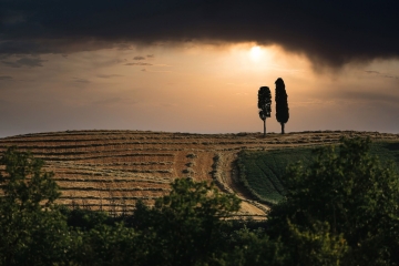 Tuscany-Krisz-Trees