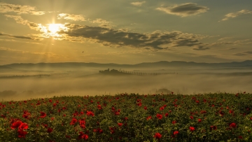 Tuscany-Zsolt-Poppies-1