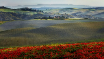 Tuscany-Zsolt-Poppies-2