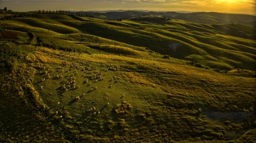 Tuscany-Zsolt-Sheep