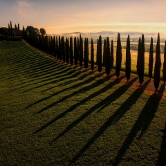 Tuscany-Zsolt-Tuscany-Grove-2