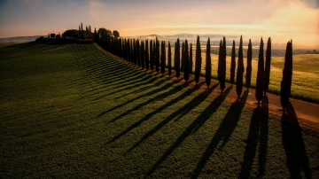 Tuscany-Zsolt-Tuscany-Grove-2