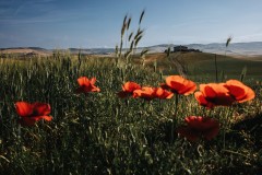 Tuscany-Krisz-Poppies-1