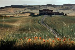 Tuscany-Krisz-Poppies-2