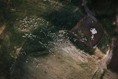 Tuscany-Krisz-Sheep
