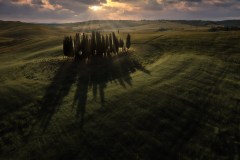 Tuscany-Krisz-Tuscany-Grove-1