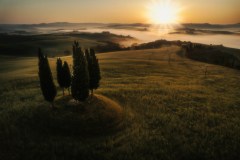 Tuscany-Krisz-Tuscany-Grove-2