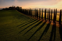 Tuscany-Zsolt-Tuscany-Grove-2